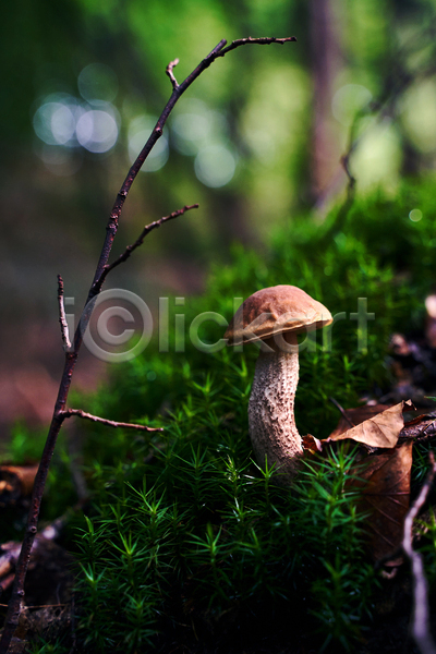 사람없음 JPG 근접촬영 포토 해외이미지 나뭇가지 버섯 숲속 야외 여름(계절) 자연 잔디 주간