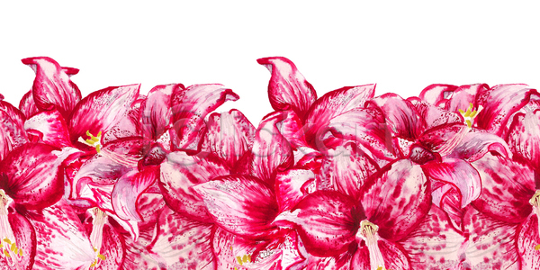 축하 사람없음 JPG 일러스트 포토 해외이미지 가로 고립 그림 꽃 꽃다발 꽃무늬 내추럴 바닥 반복 백그라운드 백합(꽃) 벚꽃 분홍색 뷰티 빨간색 수채화(물감) 수확 식물 이국적 자연 정원 컬러풀 패턴 화초 흰색