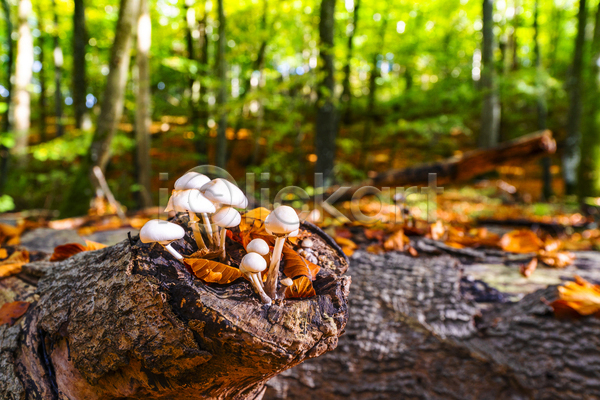 사람없음 JPG 근접촬영 포토 해외이미지 나무 버섯 숲속 야외 자연 주간