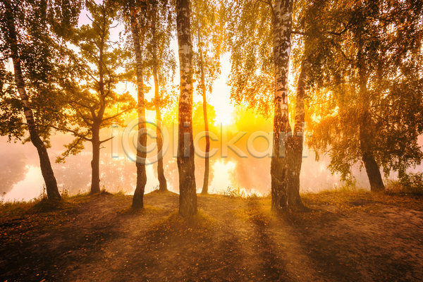 사람없음 JPG 포토 해외이미지 강 나무 숲 숲속 야외 일몰 자연 태양 풍경(경치) 햇빛