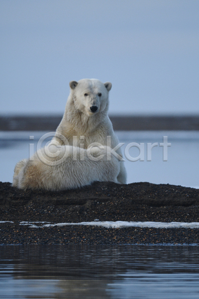 사람없음 JPG 아웃포커스 포토 해외이미지 곰 두마리 백곰 북극곰 야생동물 야외 주간