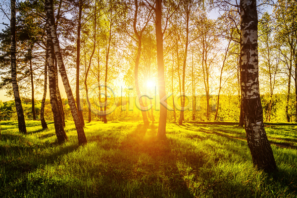 사람없음 JPG 포토 해외이미지 나무 숲 숲속 야외 일몰 자연 태양 풍경(경치) 햇빛