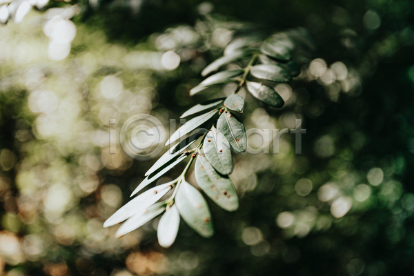 사람없음 JPG 아웃포커스 포토 해외이미지 백그라운드 보케 잎 자연 초록색 풀(식물)