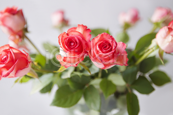 사람없음 JPG 근접촬영 포토 해외이미지 꽃 꽃다발 분홍색 스튜디오촬영 잎 장미