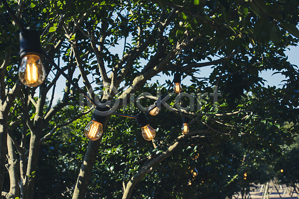 여유 평화 사람없음 JPG 포토 가을(계절) 그림자 나무 매달리기 야외 장식 전구 정원 제주도 주간 카멜리아힐 풍경(경치)