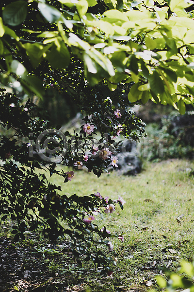 사람없음 JPG 소프트포커스 아웃포커스 포토 가을(계절) 동백 동백나무 야외 잎 제주도 주간 줄기 카멜리아힐 풍경(경치)