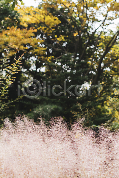 사람없음 JPG 아웃포커스 포토 가을(계절) 나무 야외 제주도 주간 카멜리아힐 풍경(경치) 핑크뮬리