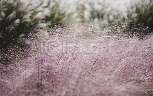 사람없음 JPG 아웃포커스 포토 가을(계절) 야외 제주도 주간 카멜리아힐 풍경(경치) 핑크뮬리