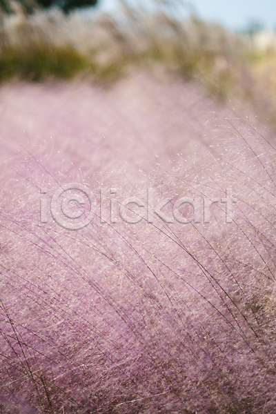 사람없음 JPG 아웃포커스 포토 가을(계절) 야외 제주도 주간 카멜리아힐 풍경(경치) 핑크뮬리