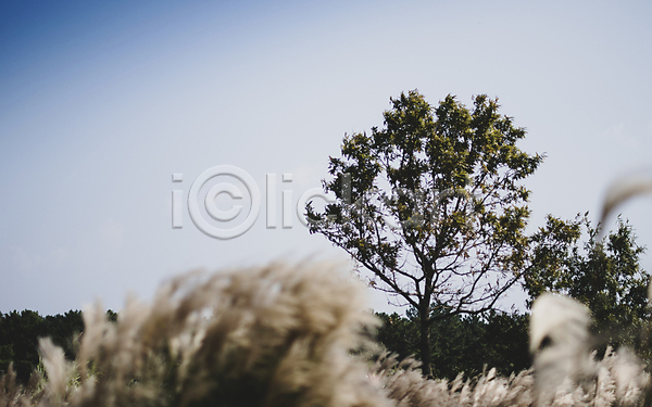 사람없음 JPG 소프트포커스 포토 가을(계절) 나무 야외 제주도 주간 카멜리아힐 팜파스그라스 풍경(경치)