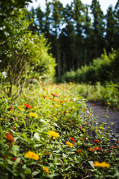 사람없음 JPG 아웃포커스 포토 가을(계절) 꽃 야외 제주도 주간 초원(자연) 풍경(경치)