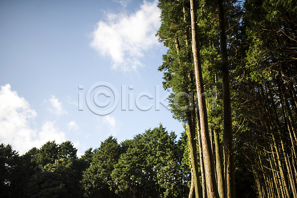 사람없음 JPG 포토 가을(계절) 구름(자연) 나무 야외 제동목장 제주도 주간 풍경(경치) 하늘
