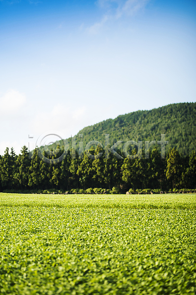 사람없음 JPG 포토 가을(계절) 나무 산 야외 오름 제동목장 제주도 주간 초원(자연) 풍경(경치) 하늘