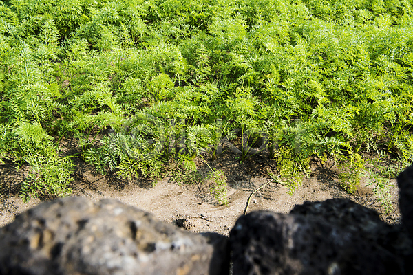 사람없음 JPG 소프트포커스 포토 가을(계절) 농사 당근 돌담 밭 야외 제주도 주간 풍경(경치)