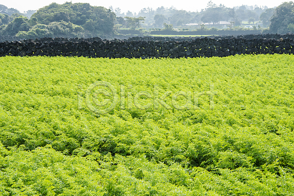 사람없음 JPG 포토 가을(계절) 농사 당근 돌담 밭 야외 제주도 주간 초록색 풍경(경치)