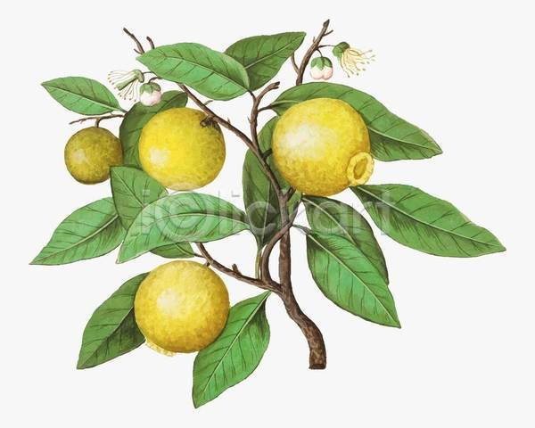 빈티지 사람없음 EPS 일러스트 해외이미지 꽃봉오리 나뭇가지 나뭇잎 레몬 레몬나무