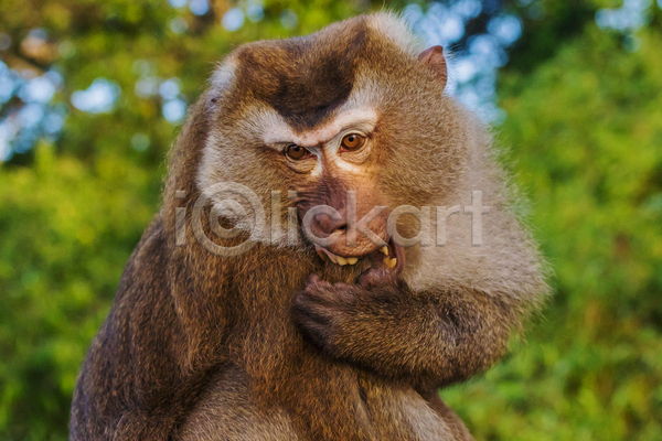 남자 사람 사람없음 JPG 포토 해외이미지 동물 야생동물 원숭이 자연 초록색 태국 포유류 푸켓
