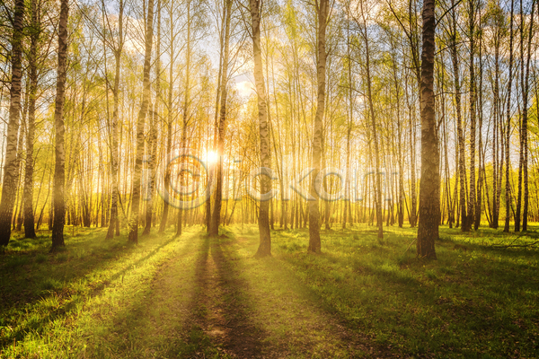 사람없음 JPG 포토 해외이미지 구름(자연) 나무 숲 숲속 야외 일몰 자연 태양 풍경(경치) 하늘 햇빛