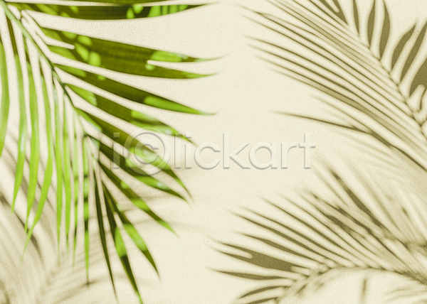 사람없음 3D JPG 포토 해외이미지 그림자 백그라운드 베이지색 야자수잎 여름(계절)