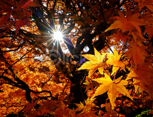 사람없음 JPG 포토 해외이미지 가을(계절) 단풍 단풍나무 야외 주간 풍경(경치) 햇빛