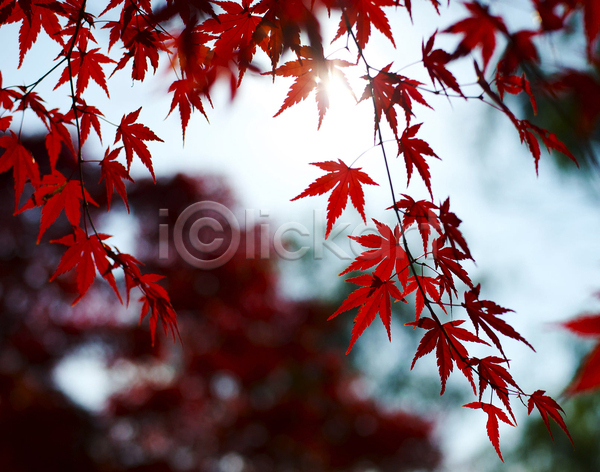 사람없음 JPG 아웃포커스 포토 해외이미지 가을(계절) 단풍 단풍나무 야외 주간 풍경(경치)