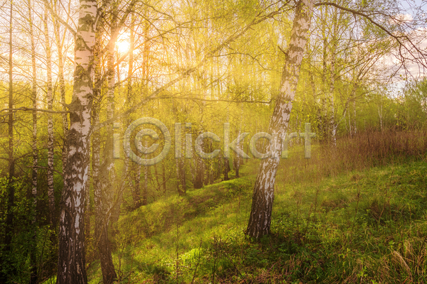 사람없음 JPG 포토 해외이미지 구름(자연) 나무 숲 숲속 야외 자연 태양 풀(식물) 풍경(경치) 하늘 햇빛