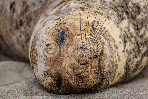 남자 사람없음 JPG 포토 해외이미지 동물 모래 물 물개 바다 북쪽 야생동물 얼굴 자연 종류 캘리포니아 코 코끼리 큼 포유류