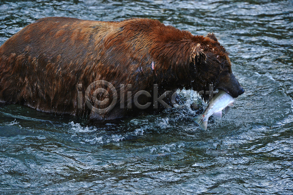 사람없음 JPG 포토 해외이미지 강 곰 물기(모션) 사냥 야생동물 야외 연어 주간 한마리