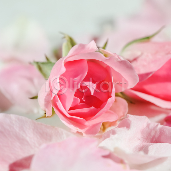사람없음 JPG 아웃포커스 포토 해외이미지 꽃잎 분홍색 장미
