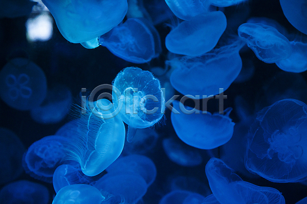 사람없음 JPG 포토 수족관 수중 아쿠아리움 어둠 여러마리 파란색 해파리