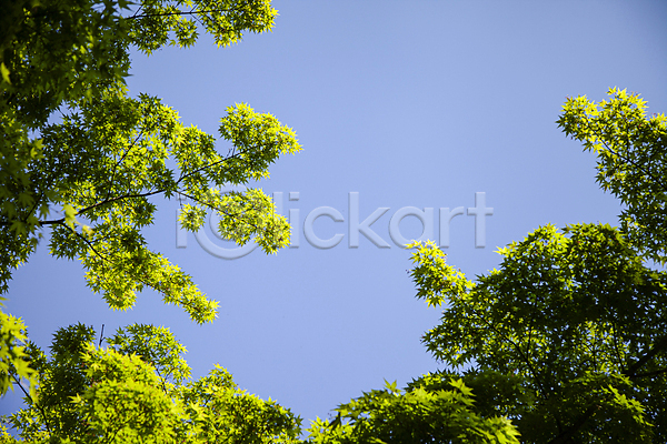 사람없음 JPG 로우앵글 포토 그림자 나무 나뭇가지 나뭇잎 야외 자연 주간 하늘