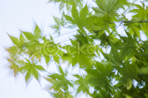 사람없음 JPG 포토 나뭇가지 단풍 바람 블러효과 야외 주간 흔들림