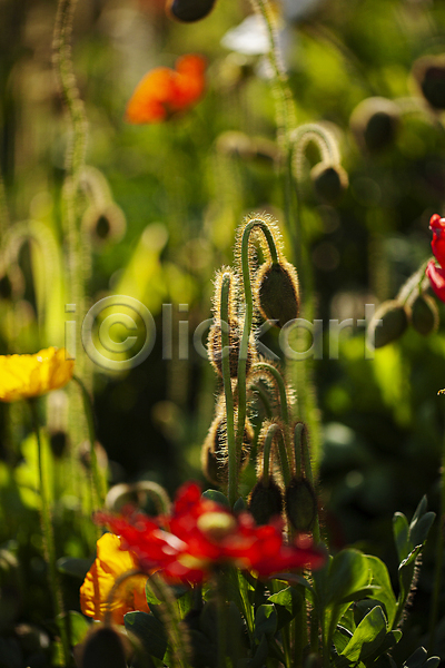 사람없음 JPG 아웃포커스 포토 강렬 꽃밭 꽃봉오리 야외 양귀비 여름(계절) 여름꽃 주간