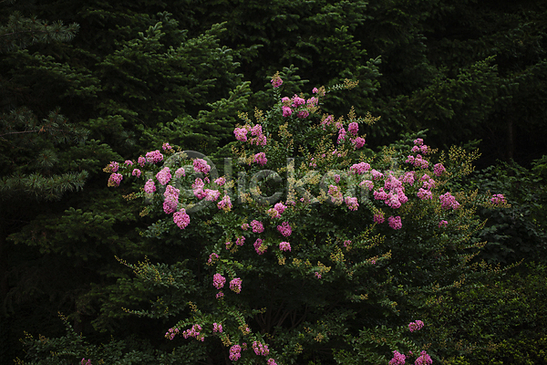 사람없음 JPG 포토 꽃나무 나무 배롱나무 숲 야외 여름(계절) 주간