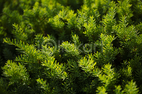 사람없음 JPG 아웃포커스 포토 나뭇잎 야외 주간 초록색 침엽수