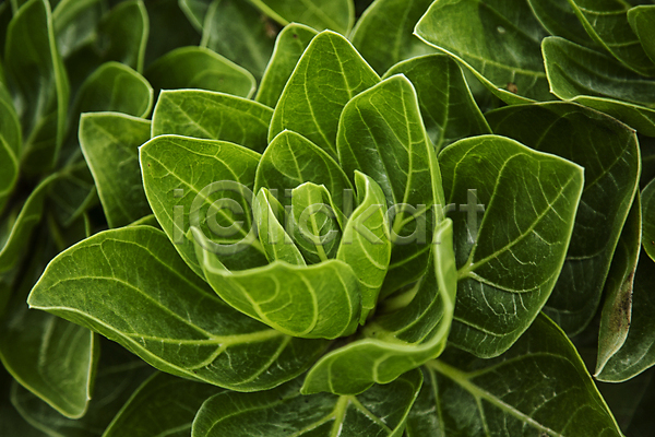 사람없음 JPG 근접촬영 포토 꽃 식물 신기함 야외 잎 주간 초록색