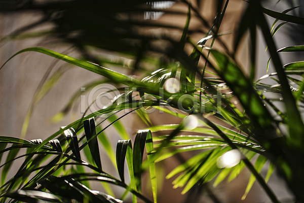 휴식 사람없음 JPG 소프트포커스 포토 식물 실내 역광 잎 카페