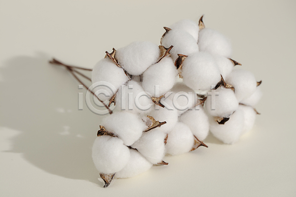 따뜻함 부드러움 사람없음 JPG 포토 그림자 목화꽃 목화솜 실내 흰배경
