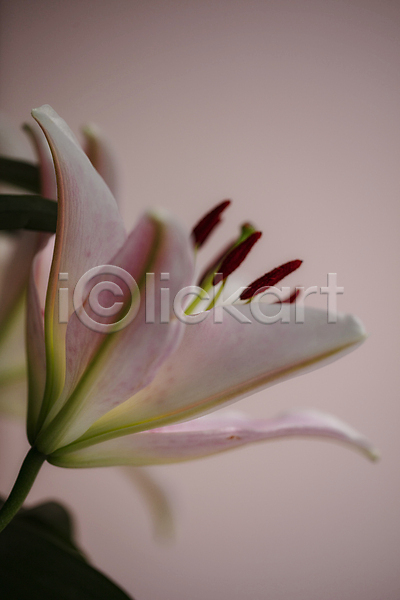부드러움 사람없음 JPG 근접촬영 아웃포커스 포토 꽃수술 백합(꽃) 분홍색배경 실내