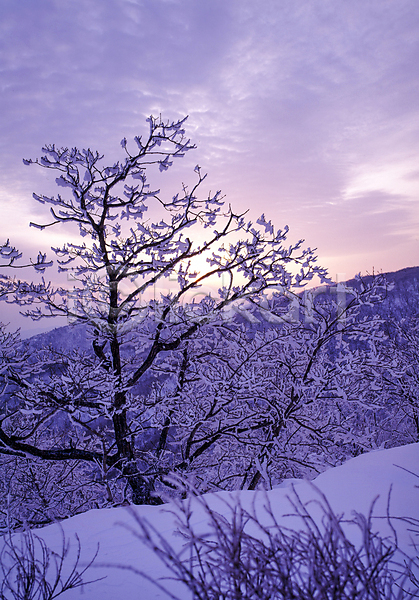 사람없음 JPG 포토 겨울 겨울풍경 나무 눈(날씨) 눈꽃 눈덮임 산 설경 야간 야외 일몰 자연 하늘 햇빛