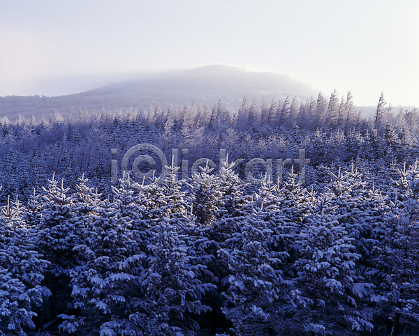 사람없음 JPG 포토 겨울 겨울풍경 나무 눈(날씨) 눈덮임 산 설경 야외 울창 자연 주간 하늘