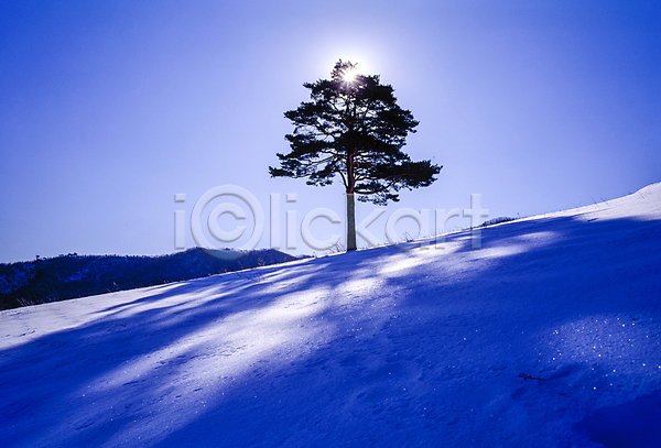 사람없음 JPG 포토 겨울 겨울풍경 나무 눈(날씨) 눈덮임 설경 설산 야외 자연 주간 하늘 한그루 햇빛