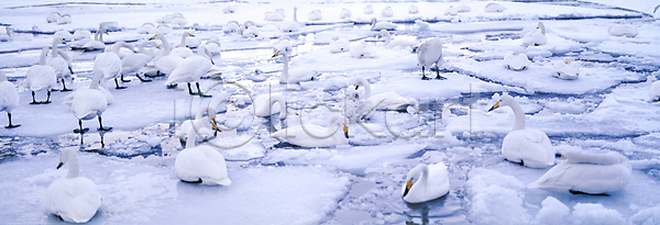 사람없음 JPG 포토 겨울 겨울풍경 눈(날씨) 눈덮임 백조 새떼 야외 얼음 여러마리 자연 주간 호수