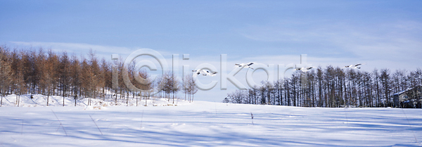 사람없음 JPG 포토 겨울 겨울풍경 나무 눈(날씨) 눈덮임 비행 설경 설산 야외 여러마리 자연 주간 하늘 학