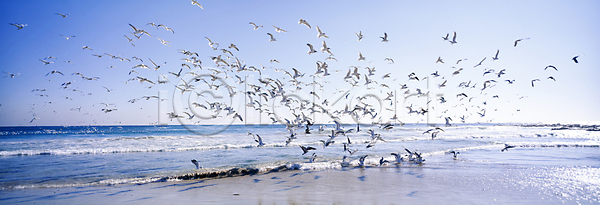사람없음 JPG 포토 갈매기 맑음 비행 새떼 야외 여러마리 자연 주간 파도 풍경(경치) 하늘 해변