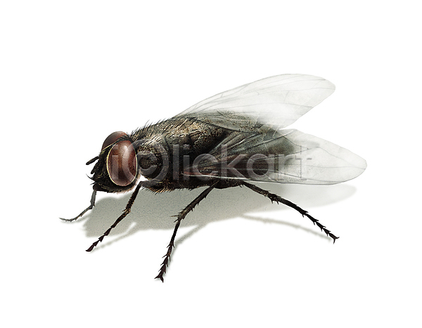 사람없음 PSD 일러스트 곤충 그림자 디테일 똥파리 벌레 파리(곤충) 한마리 해충