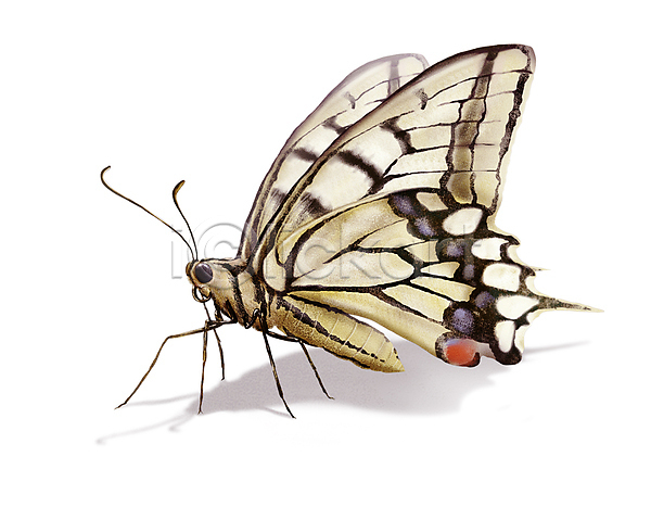 사람없음 PSD 일러스트 곤충 그림자 나비 디테일 벌레 한마리