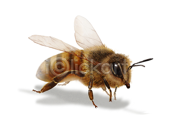 사람없음 PSD 일러스트 곤충 그림자 꿀벌 디테일 벌(곤충) 벌레 한마리