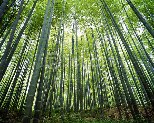 사람없음 JPG 로우앵글 포토 대나무 대나무숲 야외 자연 주간 풍경(경치)