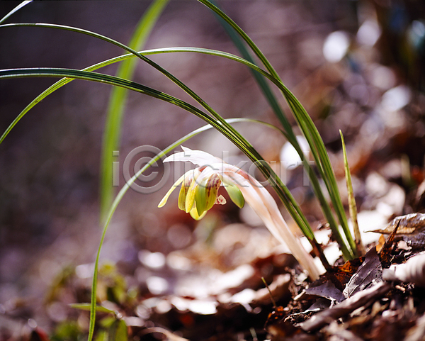 사람없음 JPG 아웃포커스 포토 들꽃 야외 잎 자연 주간 풍경(경치)